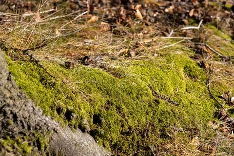 A vibrant green moss patch grows beside an aged tree root in a sunlit forest, Stock Photos