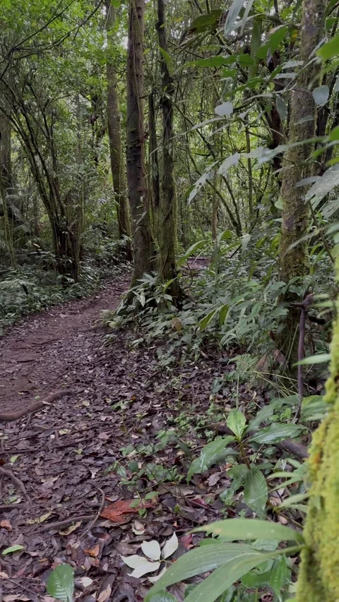 Vibrant Green Moss on Tree Trunk, Revealing Forest Path, Dense Rainforest, Verti Stock Footage 324498963