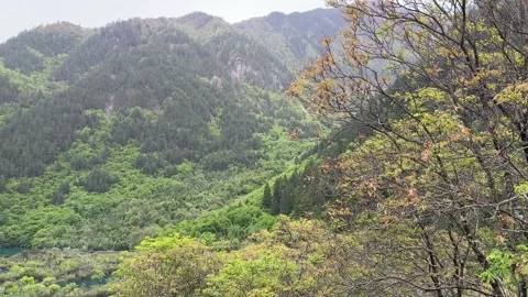 Vibrant Green Mountain Slopes and Valley in Jiuzhaigou National Park, Sichuan Vídeo Stock 337914708