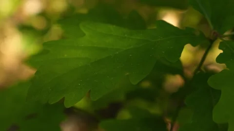 Vibrant Green Oak Leaf Macro Detail with Soft Bokeh Sunlight Background 4K .. Stock Footage 335616227