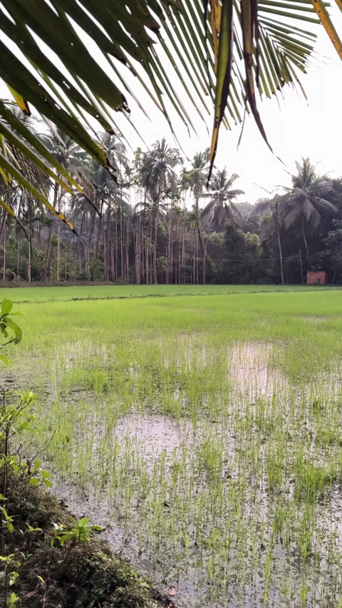 Vibrant Green Paddy Fields in India – Vertical Orientation 스톡 동영상 332553966