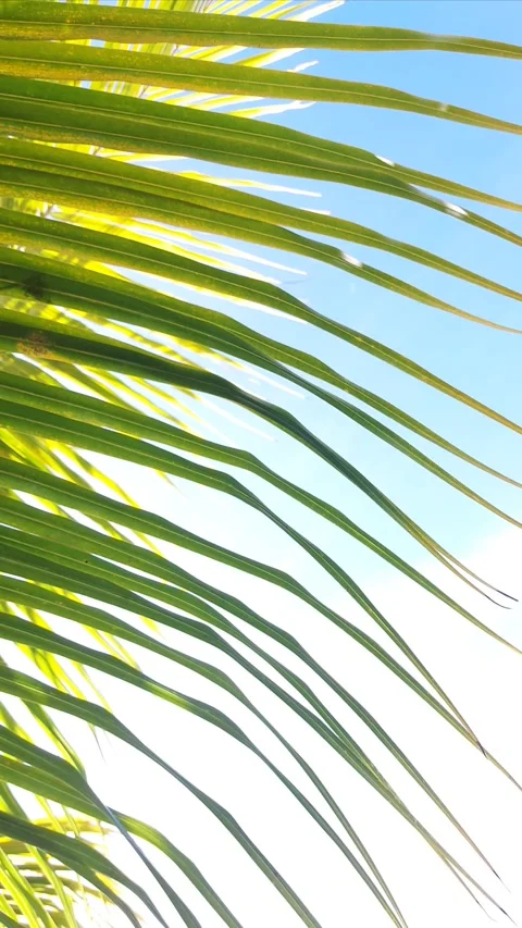 Vibrant green palm fronds backlit by sunlight, static shot. Stock Footage 346223239