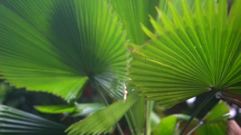 A vibrant green palm leaf Video stock 300427361