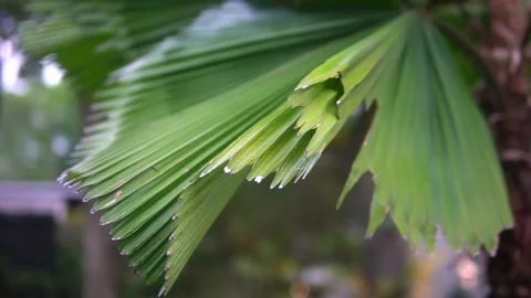 A vibrant green palm leaf Video stock 300427389