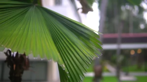 A vibrant green palm leaf Video stock 300427440
