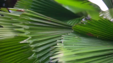 A vibrant green palm leaf Video stock 300427507
