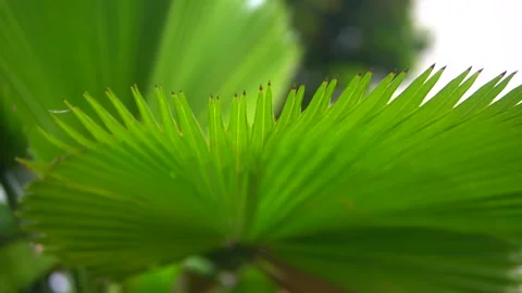 A vibrant green palm leaf Video stock 300427519