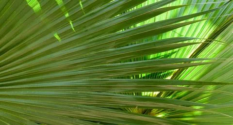 Vibrant Green Palm Leaf Pattern Stock Photos