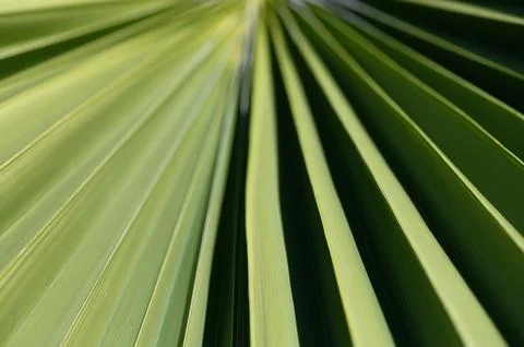 Vibrant green palm leaves creating a stunning diagonal pattern under bright.. Stock Photos