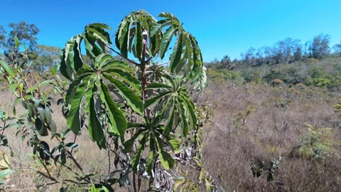 Vibrant green palmate leaves of a native savanna plant. Stock Footage 340276511