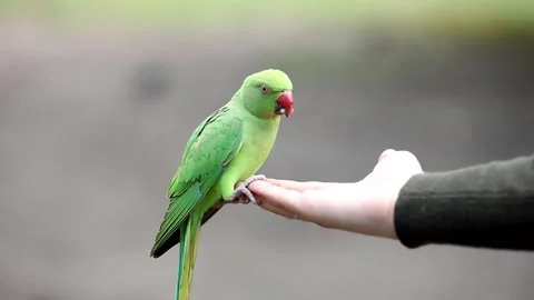Vibrant Green Parakeet Perched on Human Hand Outdoors Stock Footage 296517438