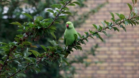 A vibrant green parakeet perched on a leafy tree branch with a brick wall Stock Footage 310141987