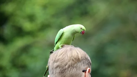 Vibrant Green Parakeet Perched on Person's Head in Natural Setting Stock Footage 296517422