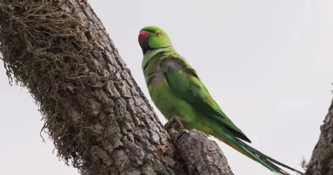 Vibrant Green Parakeet Perched on Tree in Yala National Park Stockbeeldmateriaal 277987357