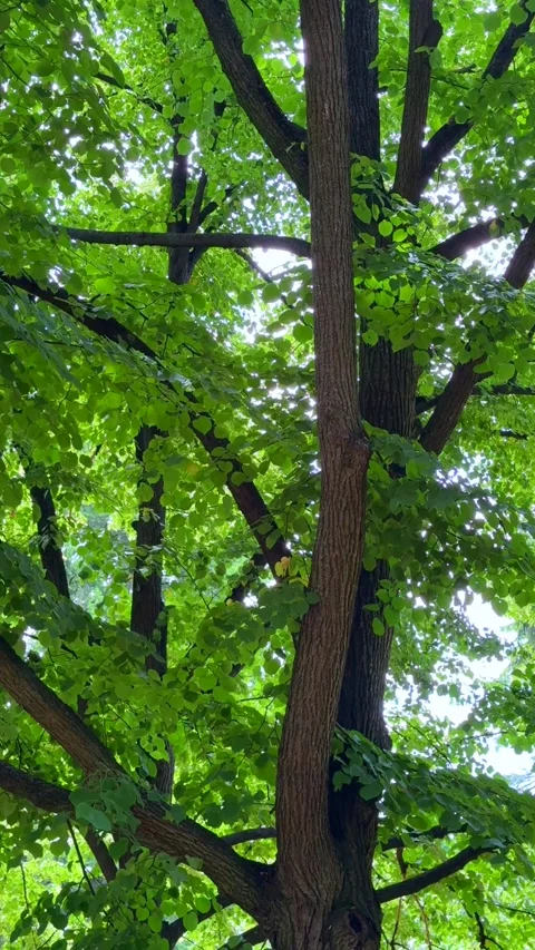 Vibrant green park tree canopy providing shade natural background video Stock Footage 313672013