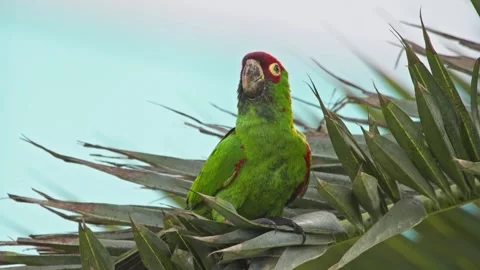 Vibrant green parrot flapping wings perched on tropical foliage Stock Footage 309279934