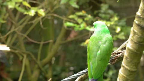 Vibrant Green Parrot Perched on a Rope in a Tropical Jungle Stock Footage 329012277