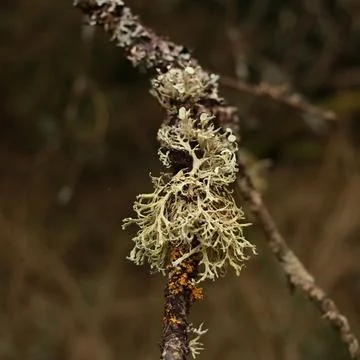 Vibrant green patch of lichen growing on the branches of a tree Stock Photos