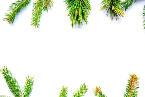 Vibrant green pine branches are strategically placed around the edges of a wh Stock Photos