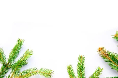 Vibrant green pine branches are thoughtfully arranged on a clean white backgr Stock Photos