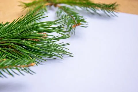 Vibrant green pine branches rest on a blank light-colored surface, inviting c Stock Photos