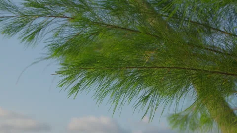 Vibrant green pine needles and delicate branches against a pale blue sky Stock Footage 336214488