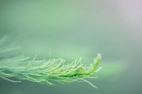 Vibrant green pine needles create a soothing natural background, highlighti.. Stock Photos