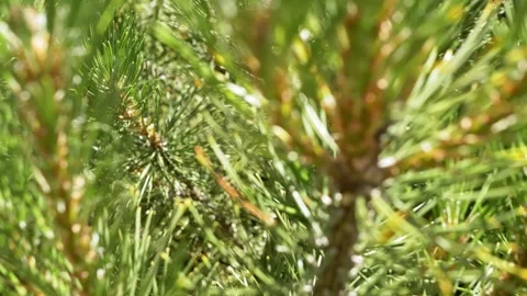 Vibrant Green Pine Needles Glowing Brightly During Sunny Summer Afternoon Stock Footage 339086015