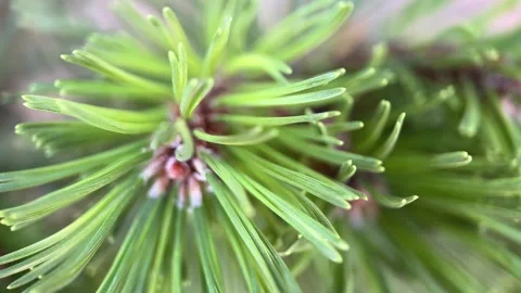 Vibrant Green Pine Needles for Holidays Stock Footage 281365205