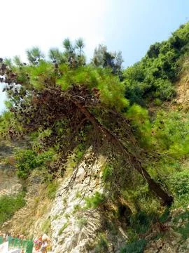 Vibrant Green Pine Tree Clinging to Rocky Cliffs in Montenegros Stunning La.. Foto stock