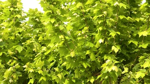 Vibrant Green Plane Tree Leaves Swaying in Bright Sunlight Stock Footage 337877076