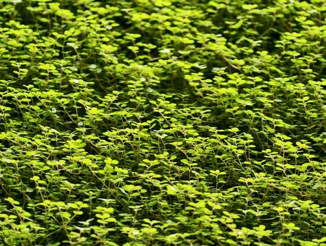 Vibrant green plant layer creating continuous ecofriendly pattern for backg.. Stock Photos