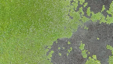 Vibrant Green Plants and Natural Beauty in Japan Stock Footage 336830598