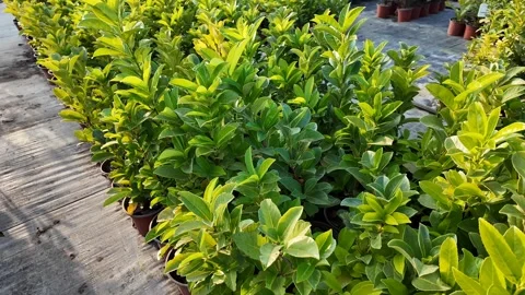 Vibrant Green Plants for Spring Stock Footage 292161400