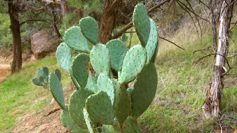 Vibrant Green Prickly Pear Cactus in the Arid Landscape of Zion National Park, U Stock Footage 332016945