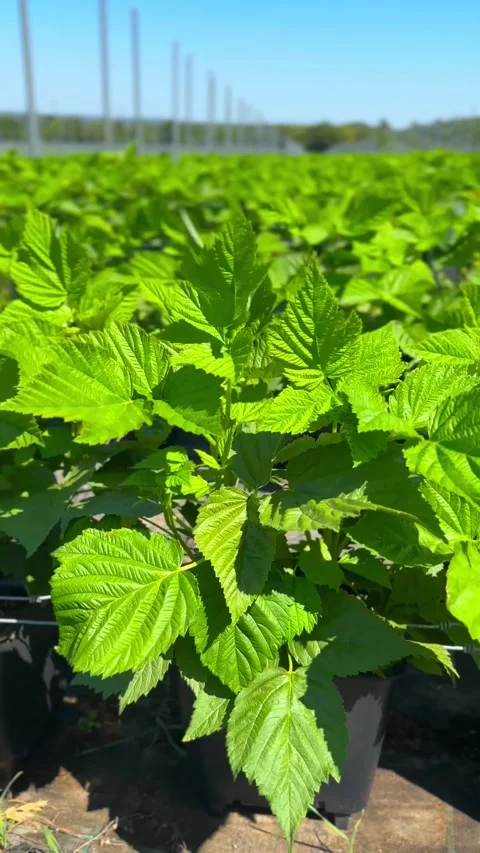 Vibrant green raspberry bushes grow in dense rows across an agricultural field Stock-Footage 345913603