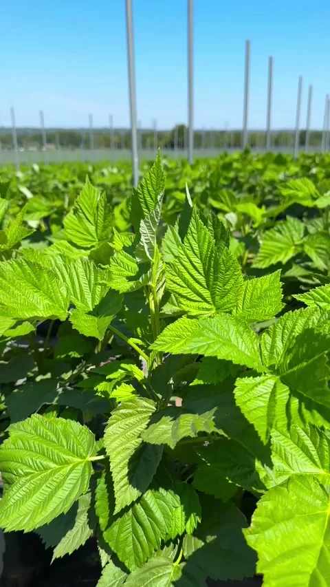 Vibrant green raspberry bushes grow in dense rows across an agricultural field Stock-Footage 345916758