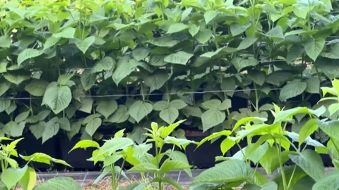 Vibrant green raspberry field stretching beneath protective netting structures Stockbeeldmateriaal 346411201