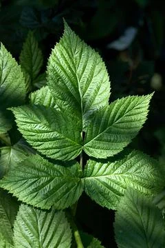 Vibrant green raspberry leaf macro shot under bright sunlight showcasing intr 스톡 사진