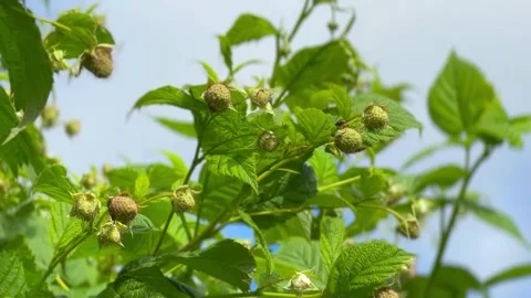 A vibrant green raspberry plant under a clear blue sky, where unripe berries are Stock Footage 331672033