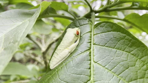 Vibrant green red eyed tree frog rests alert on broad leaf showcasing iconic Stock Footage 337948314