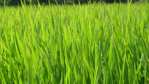 Vibrant green rice field Stock-Footage 333984123