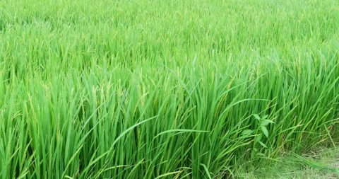 Vibrant green rice field showcasing lush growth and rich texture beneath clear Stock Footage 345281681