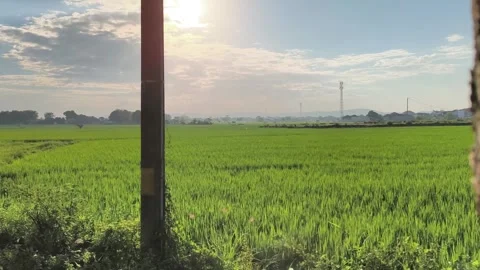 Vibrant Green Rice Field Under Bright Morning Sun Stock Footage 340489142