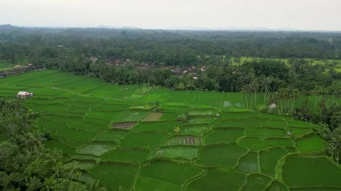 Vibrant Green Rice Fields in Rural Bali, Indonesia 動画素材 314987432