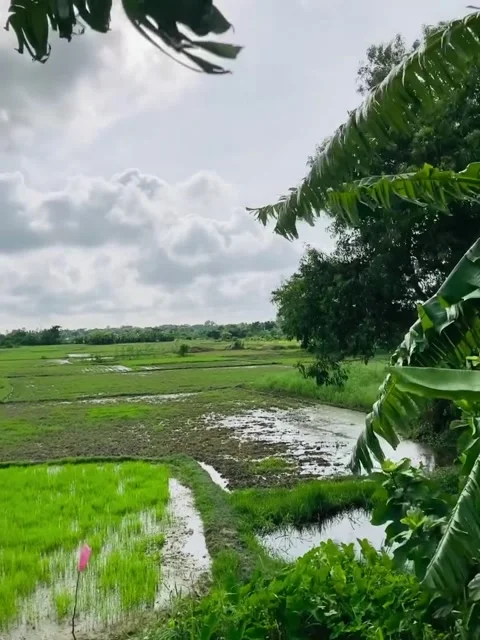 Vibrant Green Rice Fields Under Cloudy Sky Vídeos de archivo 342267975