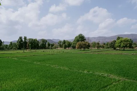 Vibrant Green Rice Paddy Fields With Trees And Mountains In Background Photos