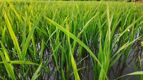 Vibrant Green Rice in Paddy Stock Footage 284147927