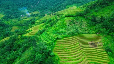 Vibrant Green Rice Terrace Patterns Steep Vietnam Hillsides Stock Footage 329440688