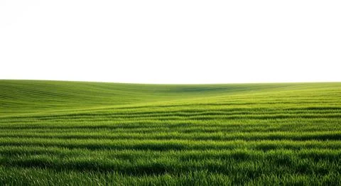 Vibrant green rolling fields stretching towards a bright white sky a peacef.. Stock Illustration